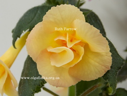 Achimenantha 'Ruth Farrow'