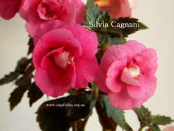 'Silvia Cagnani'