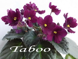 Taboo