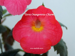 'Tetra Orangerotta Charm'
