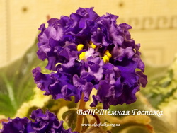 ВаТ-Тёмная Госпожа