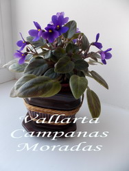 Vallarta Campanas Moradas