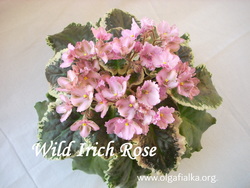 Wild Irich Rose